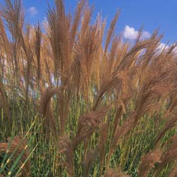 Silver Grass, Evergreen